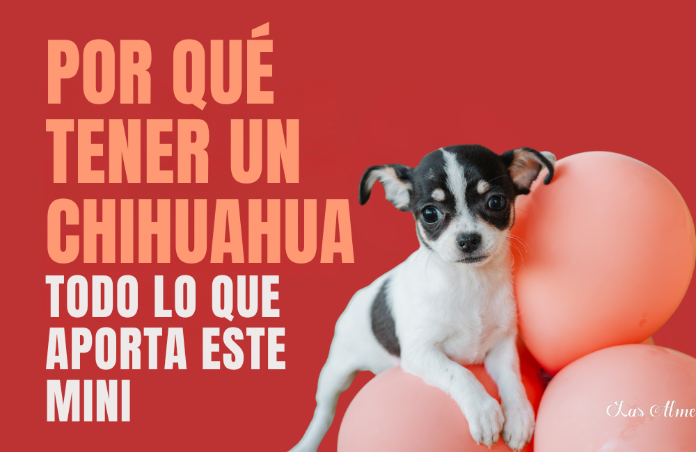 Por qué es bueno tener un chihuahua en casa