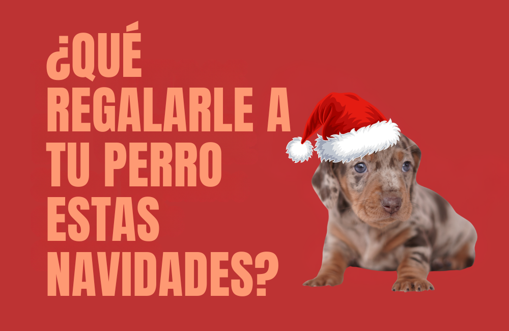 REGALO PERRO