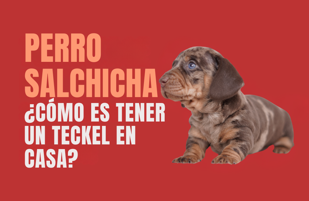 cómo es tener un teckel en casa