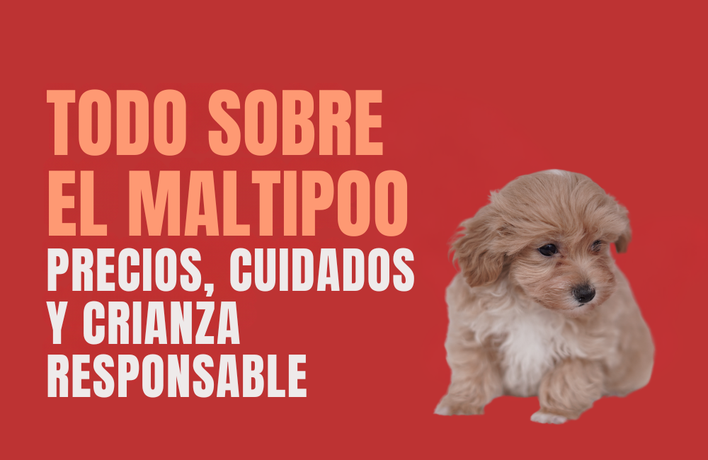 cuánto vale un perro maltipoo