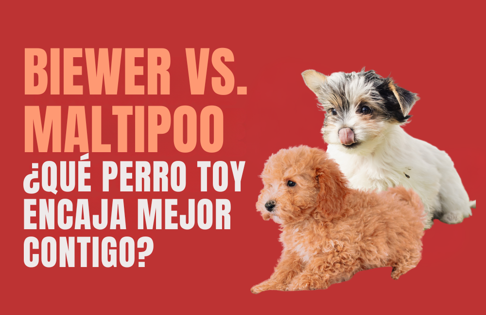 CACHORRO MALTIPOO