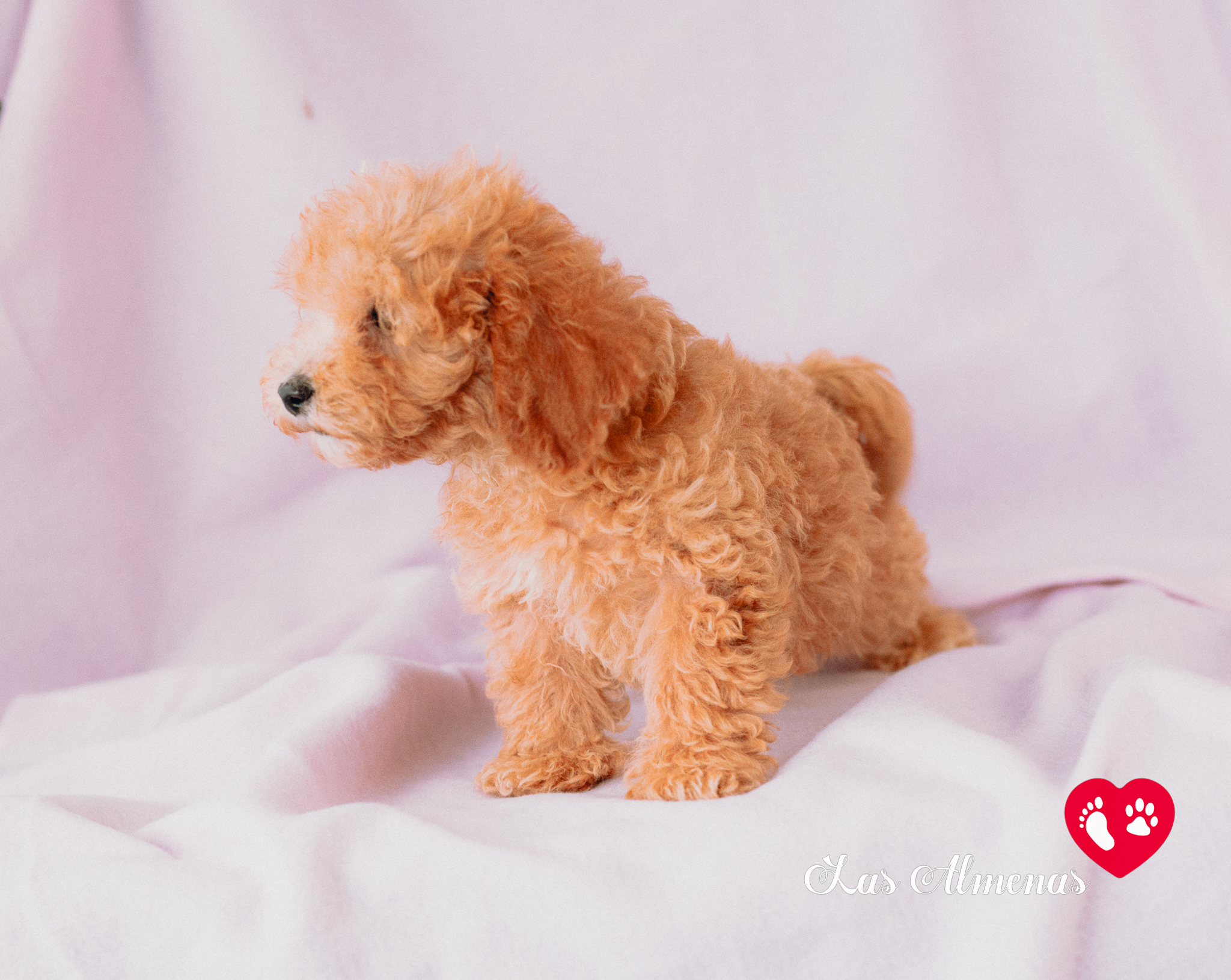 Perro hipoalergénico pequeño 5 claves Maltipoo