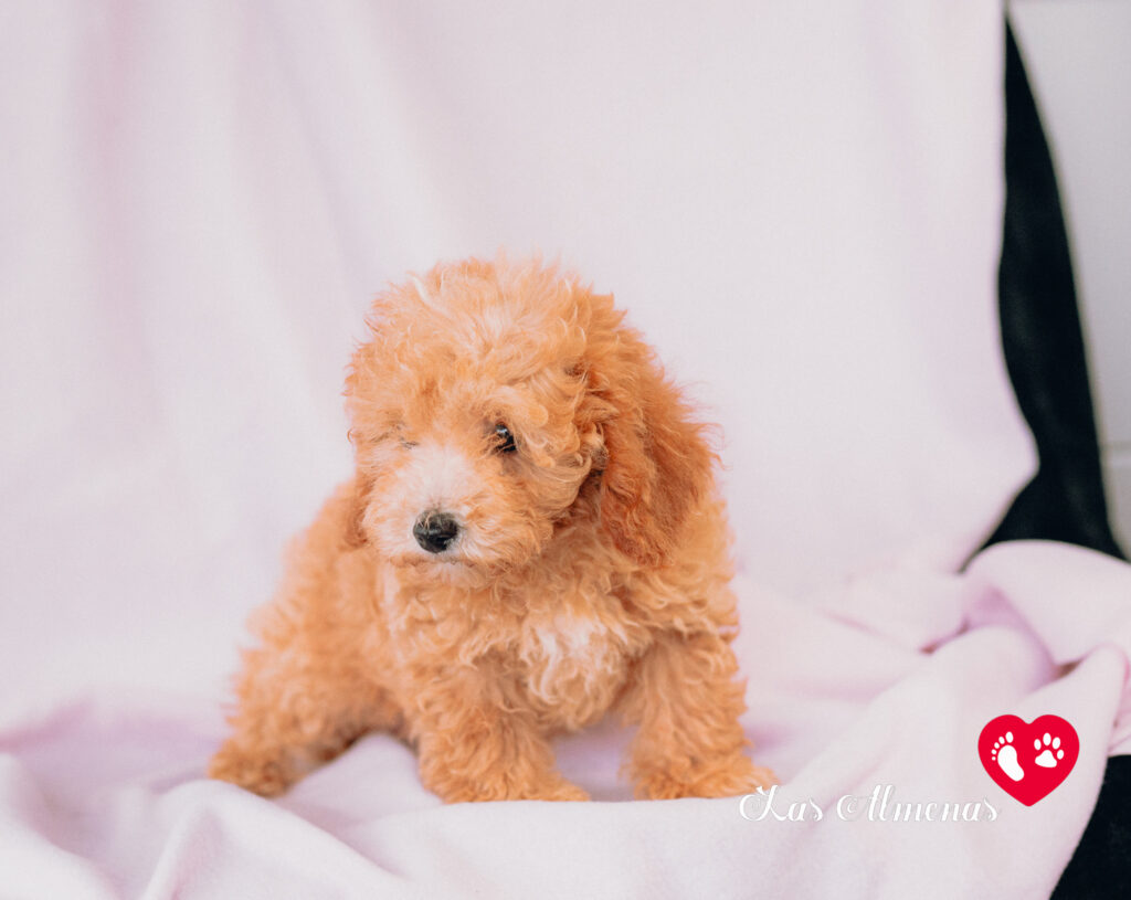 MALTIPOO TOY PRECIO 