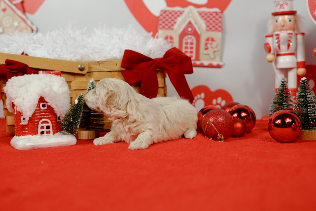 los perros pasan frio