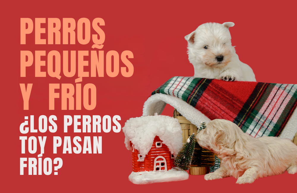 los perros tienen frio en invierno