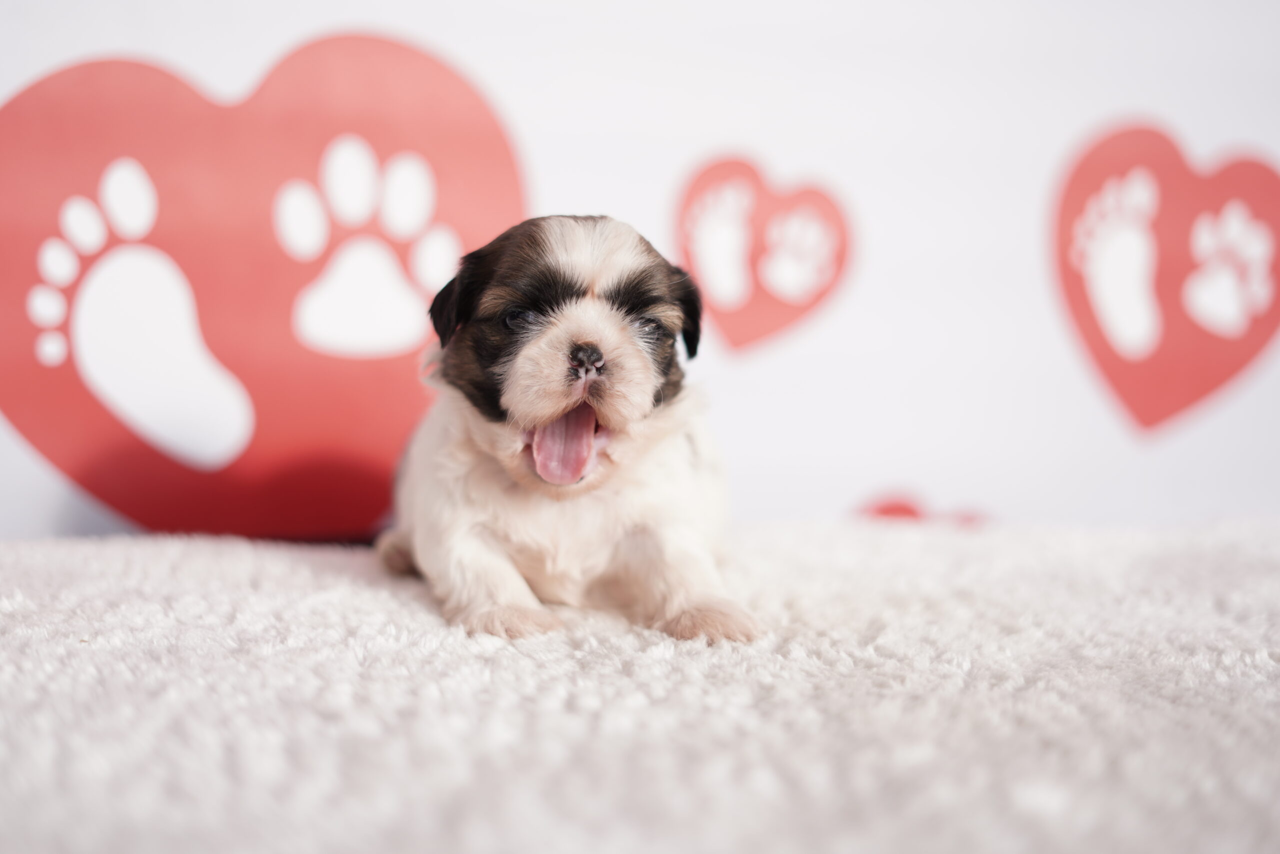 cómo saber si un perro tiene diabetes