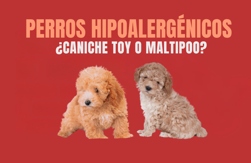 perro hipoalergenico