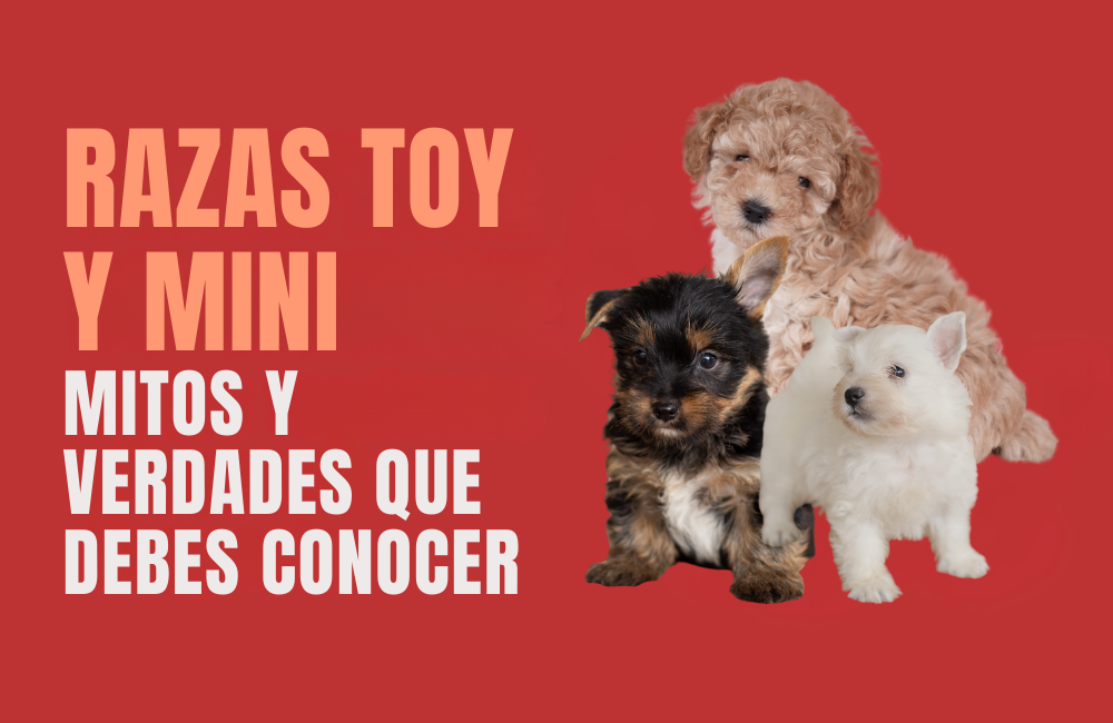 razas de perros toy