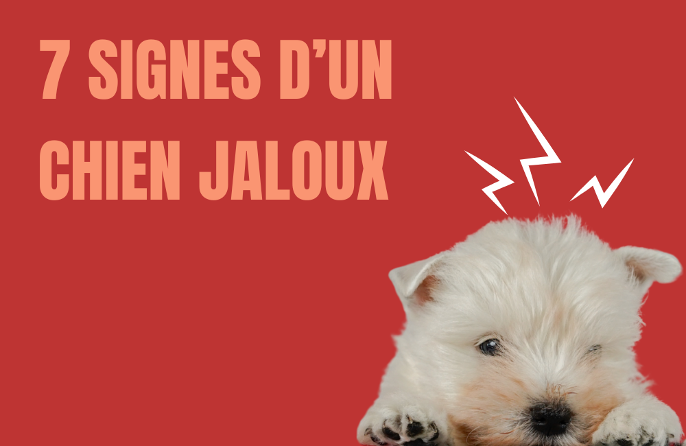 chien jaloux