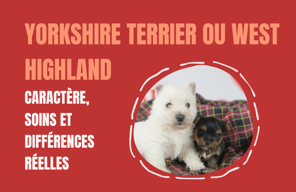 Yorkshire Terrier o west Highland FR