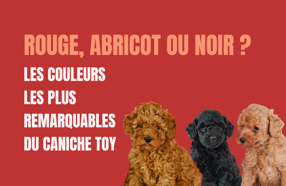 caniche toy rouge