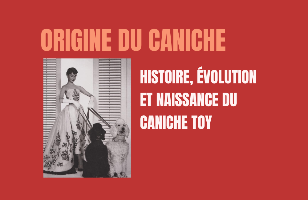 origine du caniche