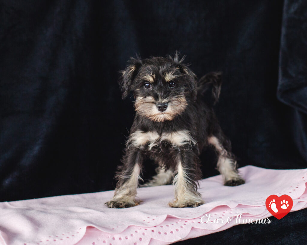 chien schnauzer nain