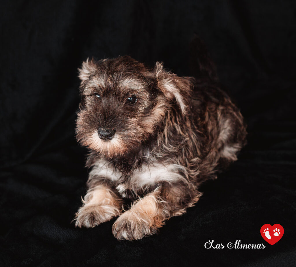 schnauzer sal y pimienta