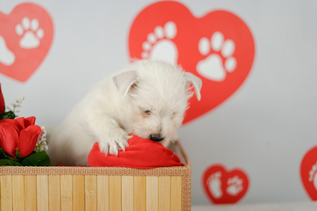 west highland white terrier