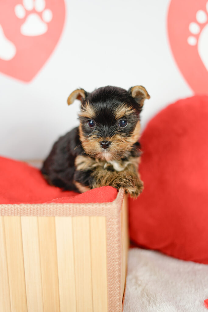 yorkshire terrier precio