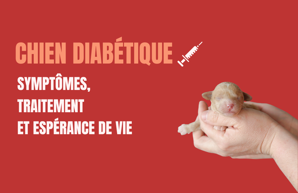 comment savoir si un chien a du diabète