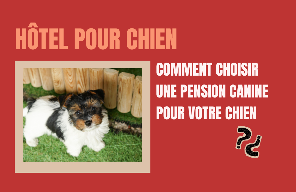 hotel pour chiens