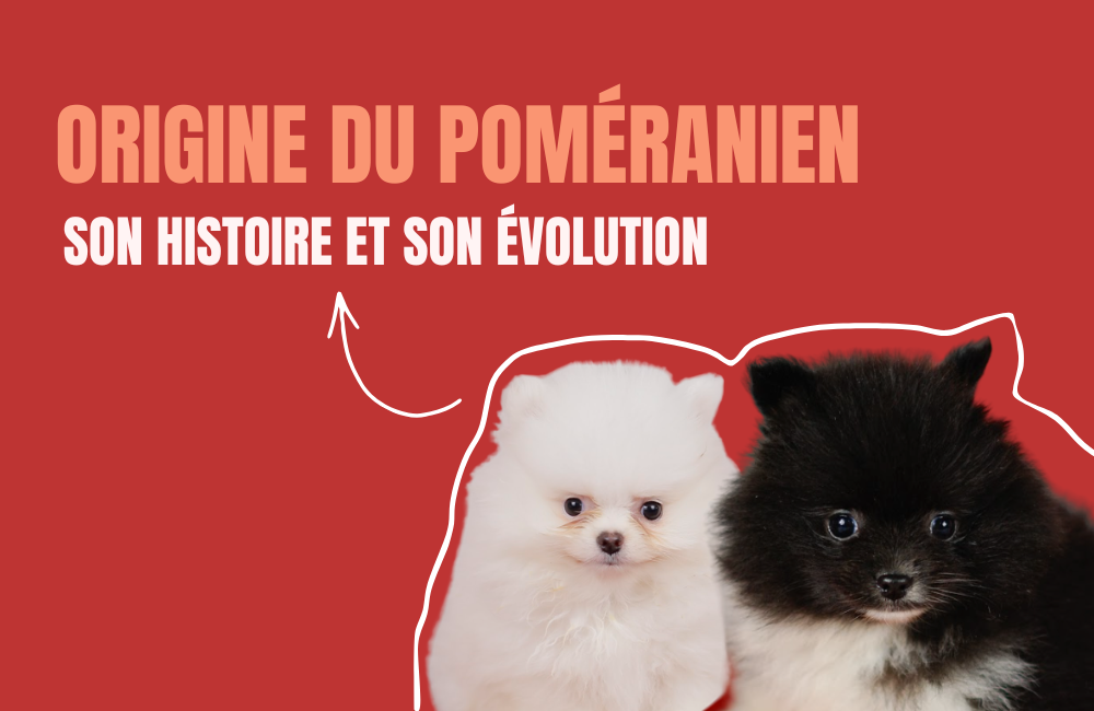 origine du poméranien